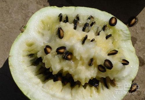 籽瓜怎么加热吃才好,解锁美味新境界  第1张