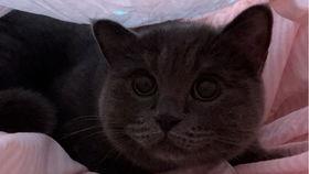 小猫吃瓜故事  第2张