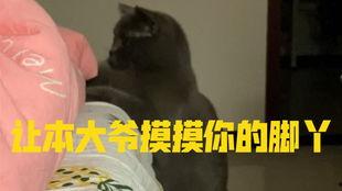 小猫吃瓜故事  第3张