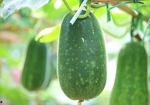 五条龙吃瓜,瓜界风云再起  第1张