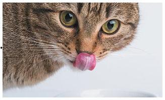 猫瓜怎么吃效果最好,揭秘最佳食用方法，效果翻倍！  第2张