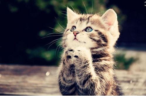 猫瓜怎么吃效果最好,揭秘最佳食用方法，效果翻倍！  第3张