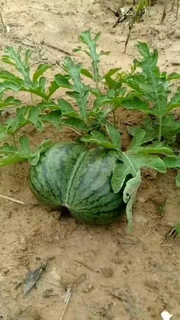 吉祥瓜怎么吃,解锁美味与吉祥的双重享受  第2张