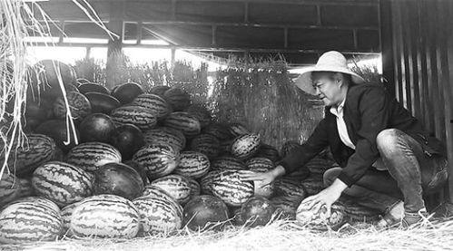 泰山吃瓜群众事件,一场网络舆论的风暴与反思  第2张