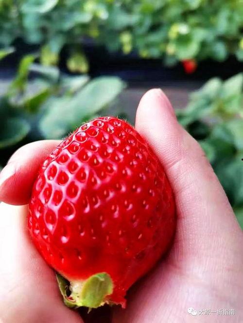 草莓很甜带你吃瓜,一场味蕾的奇幻之旅  第3张