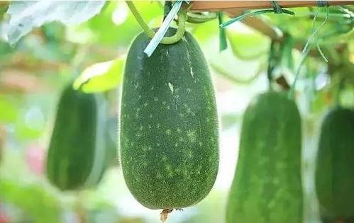 吃瓜南京第一深情吃瓜,带你领略瓜界风云 第2张 吃瓜南京第一深情吃瓜,带你领略瓜界风云 第2张