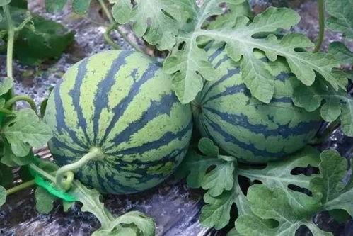 吃瓜南京第一深情吃瓜,带你领略瓜界风云 第3张 吃瓜南京第一深情吃瓜,带你领略瓜界风云 第3张