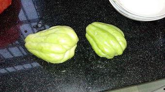 兔儿瓜几月吃,营养美味尽在掌握 第1张 兔儿瓜几月吃,营养美味尽在掌握 第1张